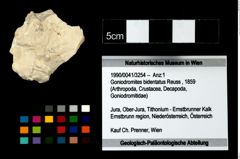 Foto (Objekt + Etikett) von Goniodromites bidentatus (Reuss, 1859)  (NHMW-GEO-1990-0041-3254)